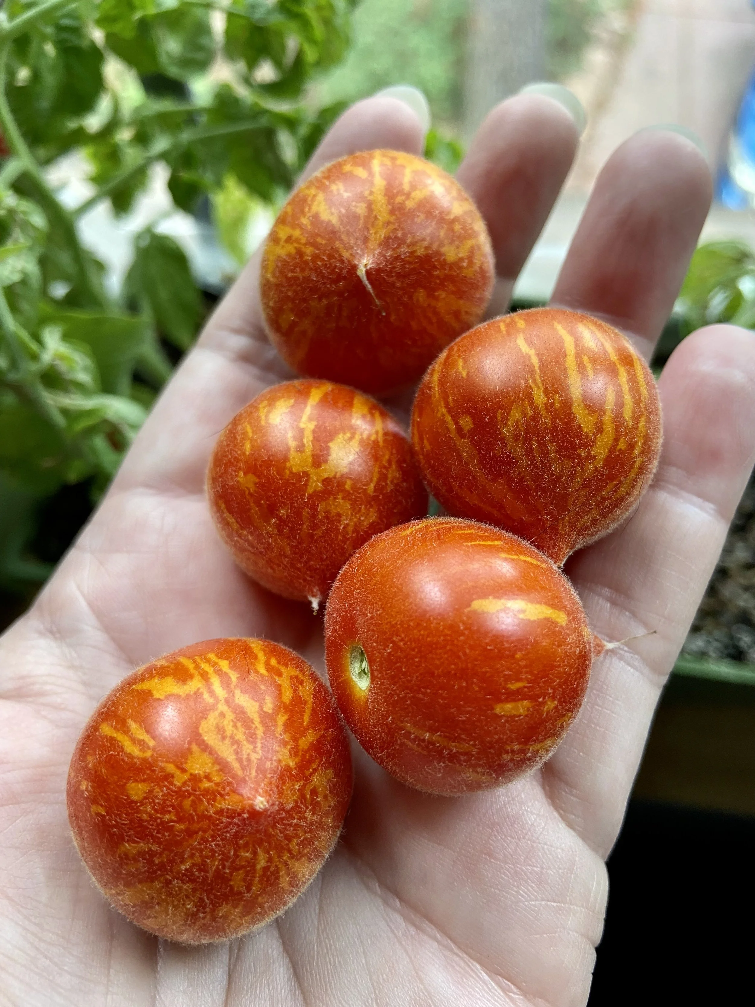 Fuzzy Wuzzy Microdwarf — Elevated Gardening